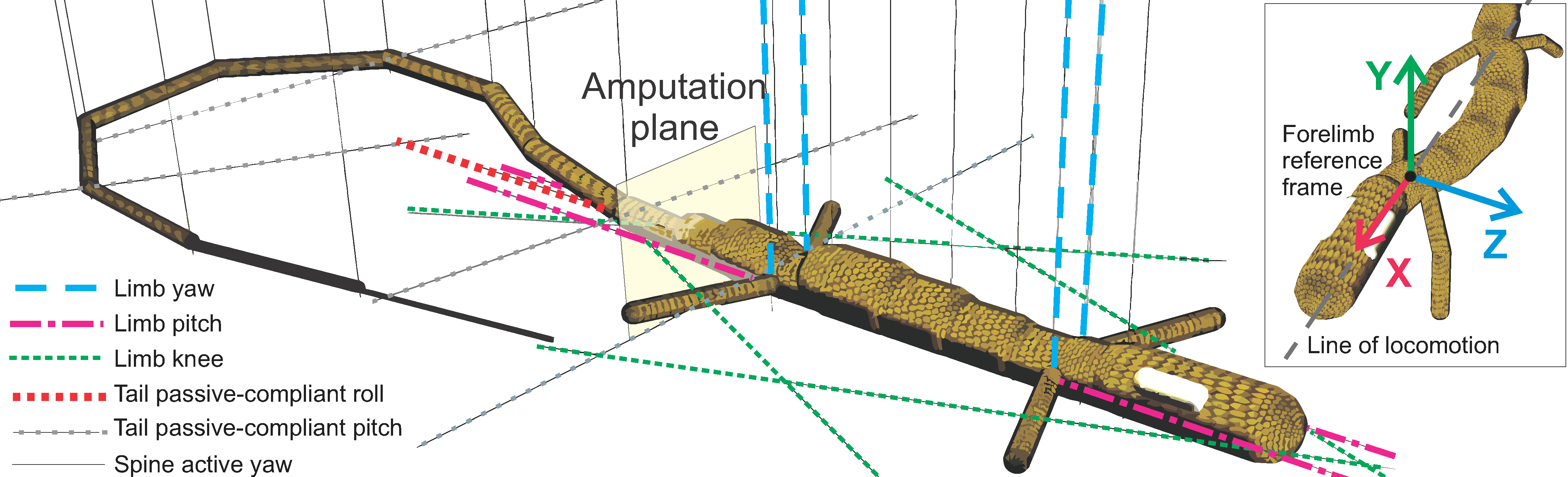 Illustration of the amputation plane of the long-tailed lizard model.